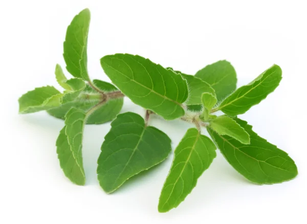 Folhas medicinais de manjericão ou tulsi — Fotografia de Stock