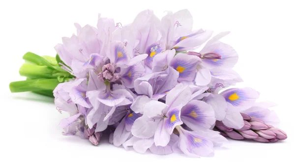 Vattenhyacinter blomma — Stockfoto