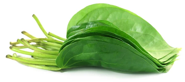 Popular edible betel leaf of Indian subcontinent — Stock Photo, Image