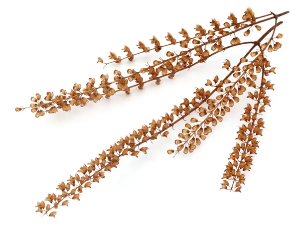 Flor seca de albahaca sagrada medicinal u hojas de tul — Foto de Stock