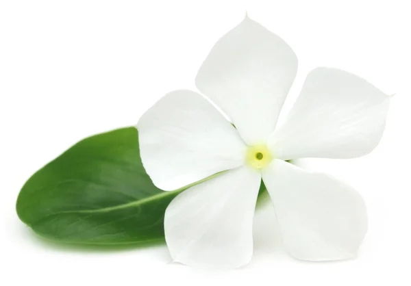 Catharanthus roseus — Foto de Stock