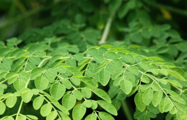 Edible moringa leaves clipart