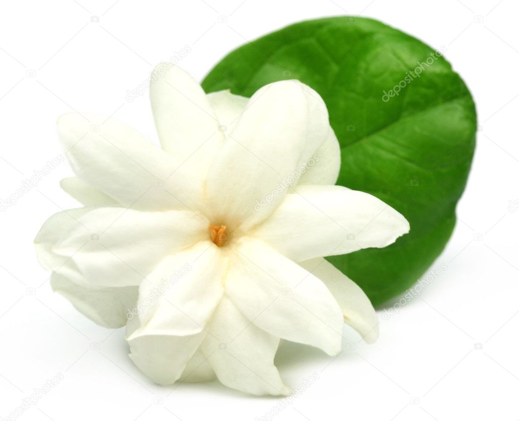 Flower jasmine Jasmine