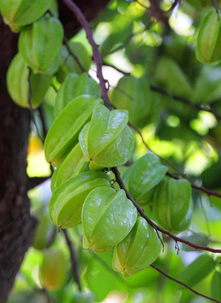 Starfruit on tree — Stock Photo, Image