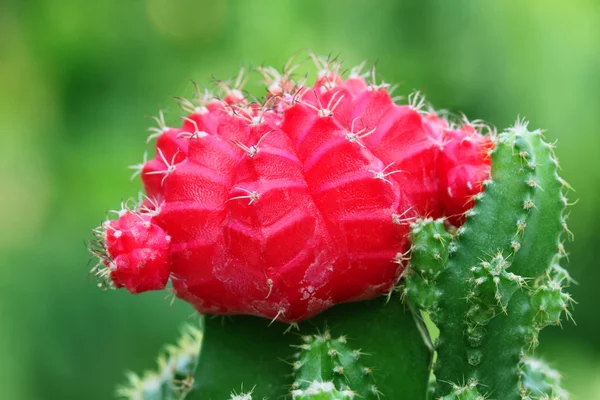 Cactus lunaire rouge — Photo