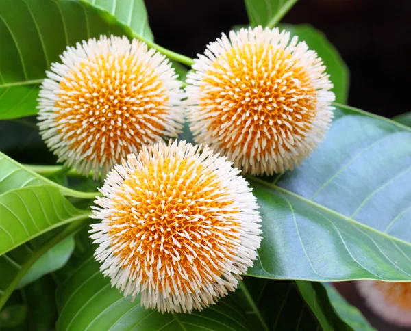 Neolamarckia cadamba or Kodom flower of Bangladesh — Stock Photo, Image