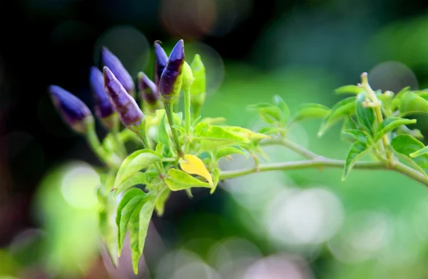 Frische Chilischoten — Stockfoto