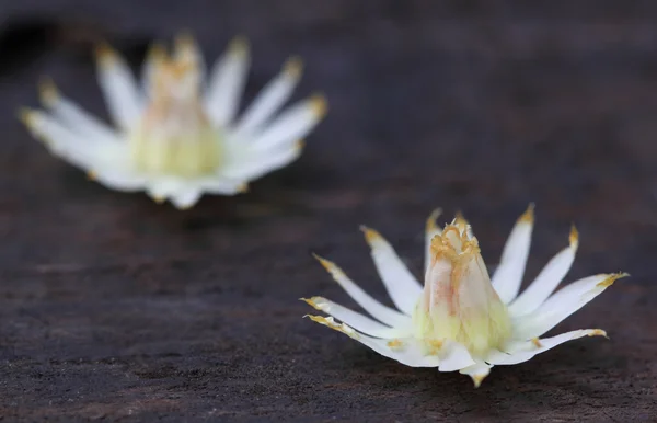 Mimusops elengi of bokul bloem van Indisch subcontinent — Stockfoto