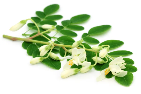 yenilebilir moringa ile çiçek yaprakları