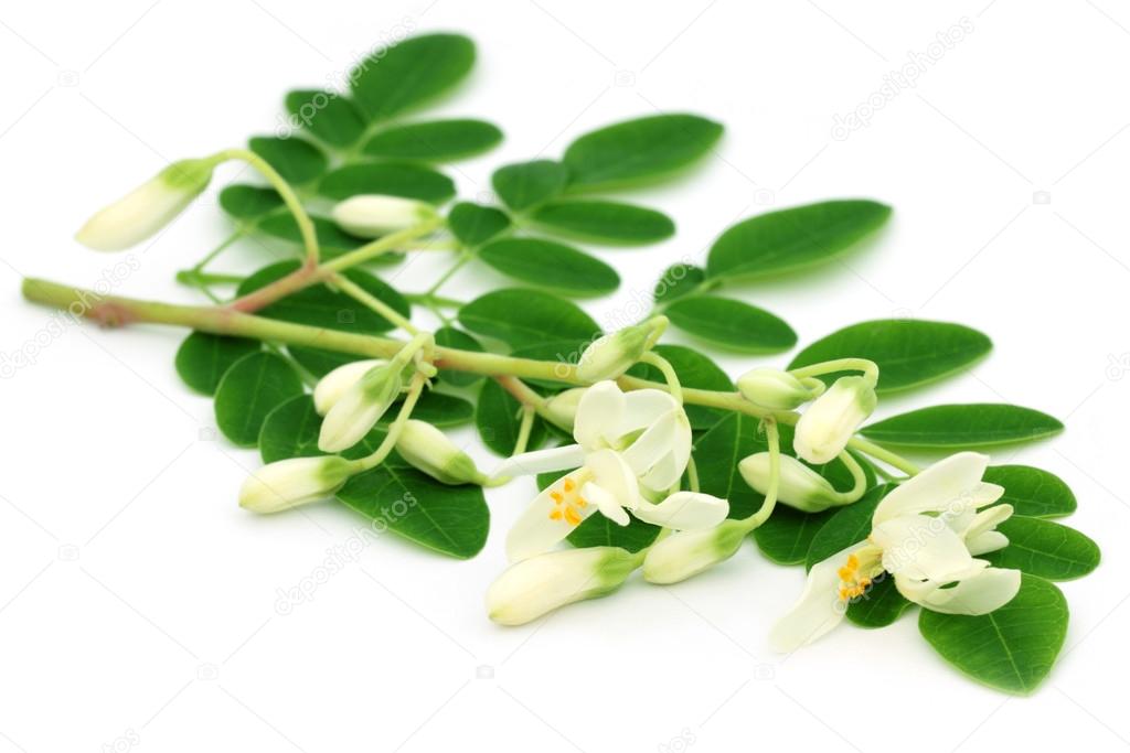 Edible moringa leaves with flower