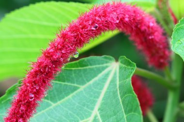 Bangladeş'te shibjhul olarak bilinen acalypha hispida