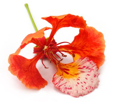 Delonix regia veya krishnachura