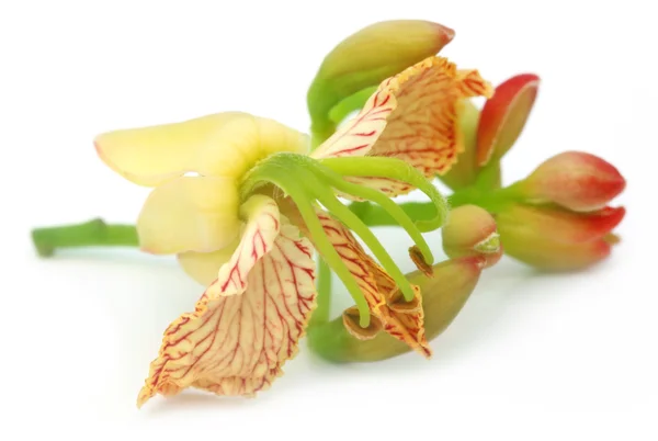 Flor de tamarindo —  Fotos de Stock