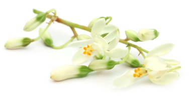 yenilebilir moringa çiçek