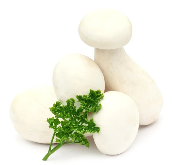 Milky mushroom with parsley — Stock Photo, Image