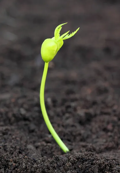 Nacimiento de una planta de neem — Foto de Stock