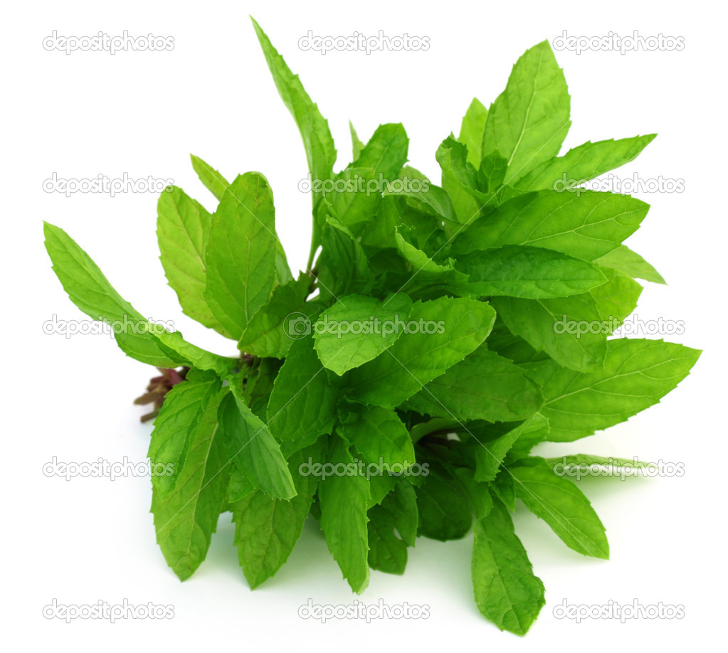 Bunch of fresh mint leaves