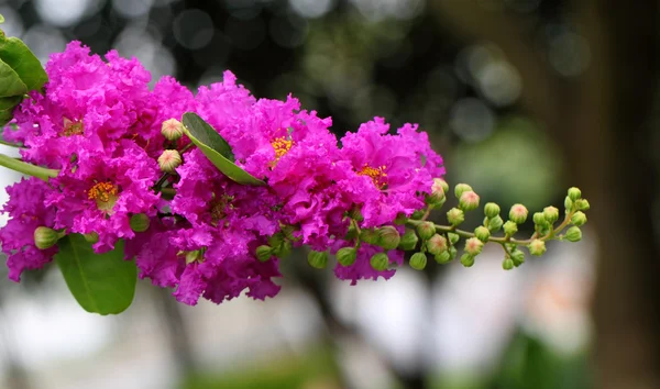 Lagerstroemia speciosa o flor jarul del subcontinente indio — Foto de Stock