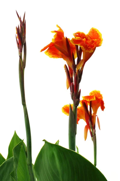 Canna indica or Kolaboti flower of Indian subcontinent — Stock Photo, Image