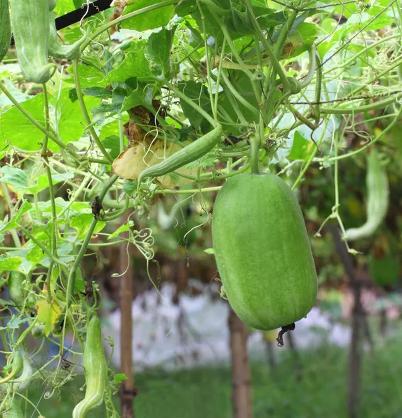 Восковий гарбуз в овочевому саду — стокове фото