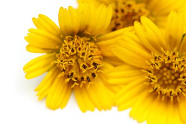 Sarı papatya çiçekleri