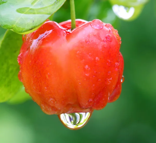 Lagerstroemia Indica or Lagestromia Cherry fruit — Stock Photo, Image