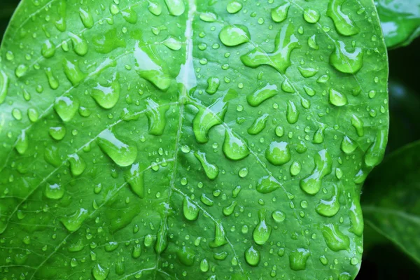 Fresh green leaf with water drops. — Stock Photo, Image