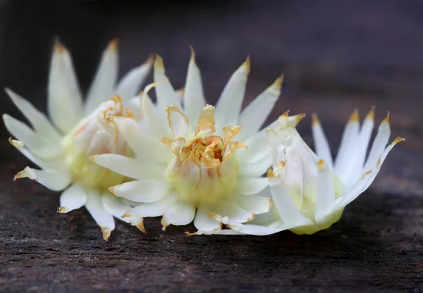 Mimusops elengi or Bokul flower of Indian subcontinent — Stock Photo, Image