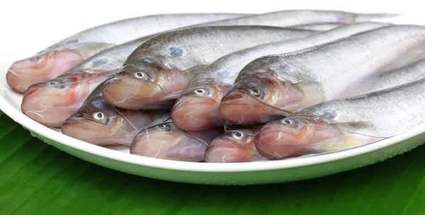 Fresh water Pabda fish of Southeast Asia — Stock Photo, Image