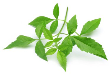 Vitex negundo veya tıbbi nishinda yaprakları