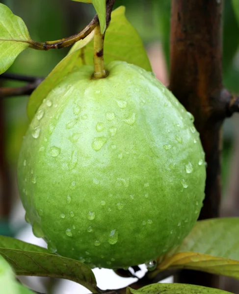 Guava fresca su un impianto — Foto Stock