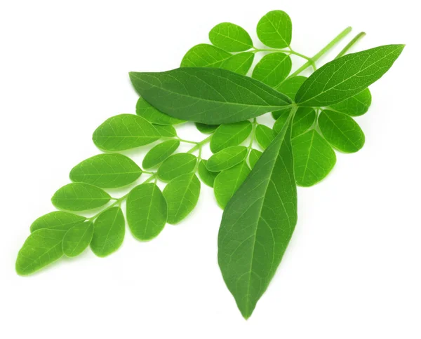 Medicinale vitex negundo met moringa bladeren — Stockfoto