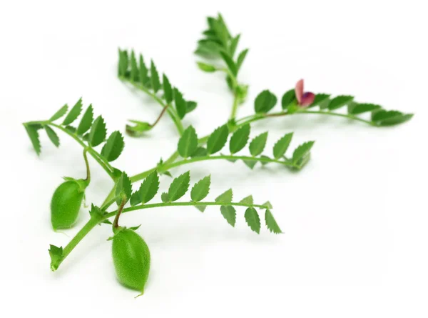 Young chick-pea pod in chickpea plant over white background — Stock Photo, Image