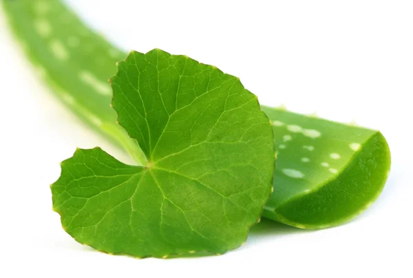 Medicinal aloe vera with thankuni leaves — Stock Photo, Image