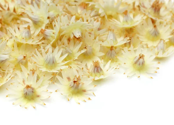 Mimusops elengi of bokul bloem van Indisch subcontinent — Stockfoto