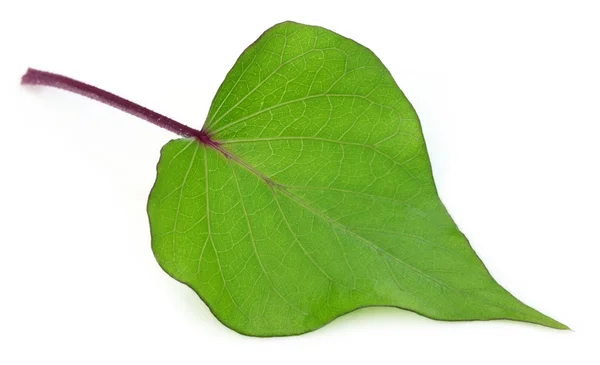 Decorative leaf of sweet potato — Stock Photo, Image