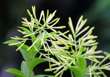 Güneydoğu Asya'nın Cestrum nocturnum veya hasna ha