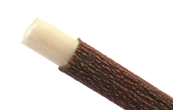 Medicinal neem twig uso como escova de dentes à base de plantas — Fotografia de Stock