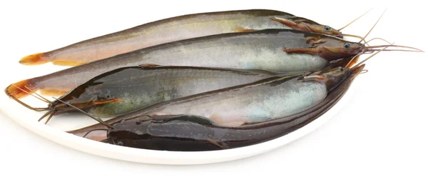 Stinging Catfish of Southeast Asia — Stock Photo, Image