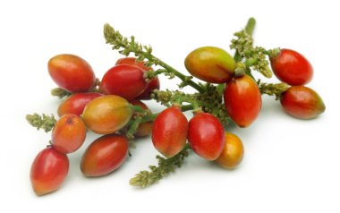 Yerel olarak Bangladeş'te kauaduli olarak bilinen polyalthia suberosa