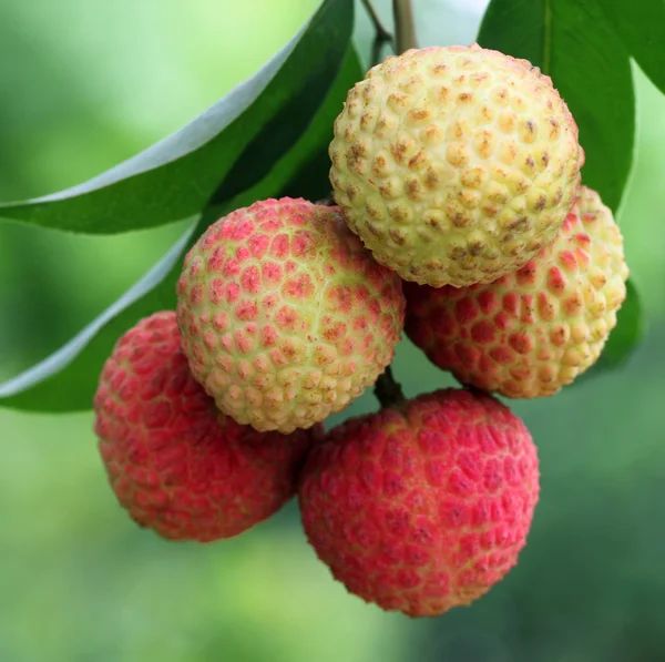 Lychee. —  Fotos de Stock