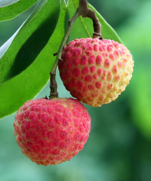 Lychee — Stock Photo, Image