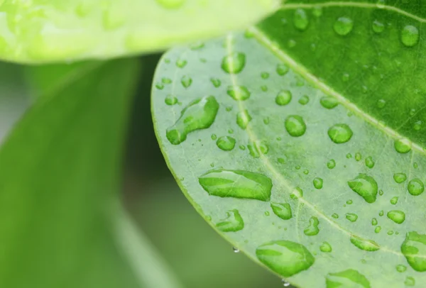 Rain drops on a green leaf — Stock Photo, Image