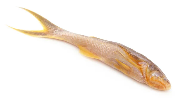 Topse peixe do subcontinente indiano — Fotografia de Stock