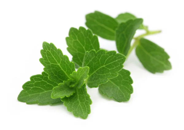 Stevia — Stockfoto