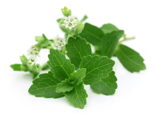 Stevia... — Fotografia de Stock