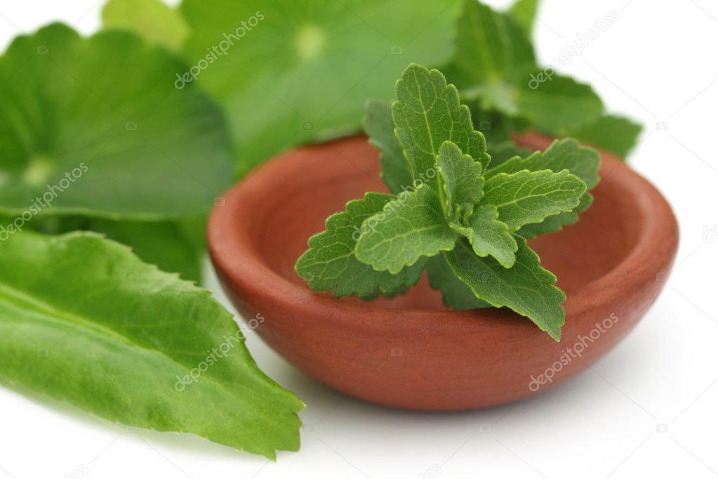 Stevia with other medicinal herbs