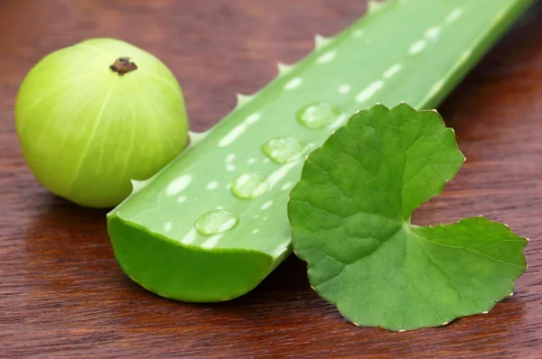 Лекарственный алоэ с листьями благодарения и амла — стоковое фото
