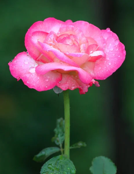 Pink rose — Stock Photo, Image