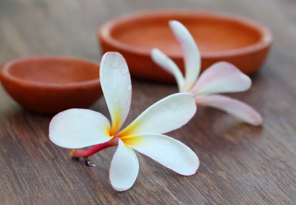 Plumeria com cerâmica marrom — Fotografia de Stock